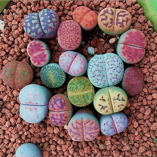 100 Unids Semillas de Lithops Mixtas Piedras Vivas Planta Suculenta Bonsai Semillas de Decoración de Jardín para Plantar Jardín Semillas de Lithops