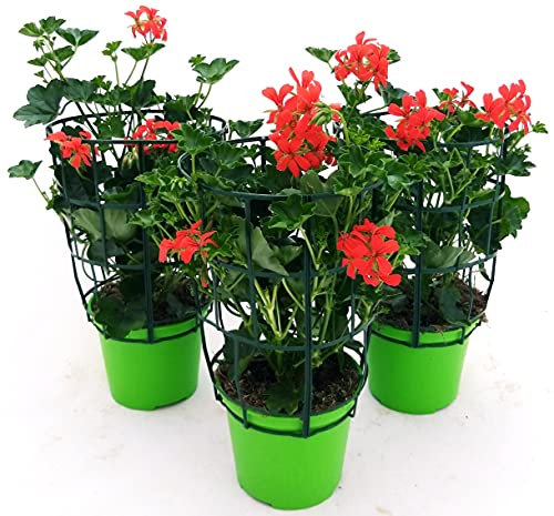 POWERS TO FLOWERS - GERANIO PARIGINO ROSSO HERCULES, PELARGONIUM, 3 PIANTE VASO 14, piante vere