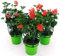 POWERS TO FLOWERS - GERANIO PARIGINO ROSSO HERCULES, PELARGONIUM, 3 PIANTE VASO 14, piante vere