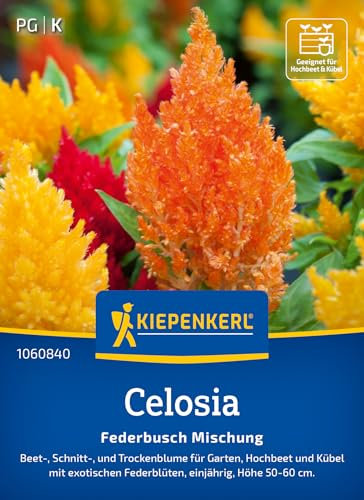 Kiepenkerl Celosiasamen Federbusch Mischung 1060840 – Beet-, Schnitt- und Trockenblume für Garten und Hochbeet - Pflanzensamen, Blumenmischung, Saatgut