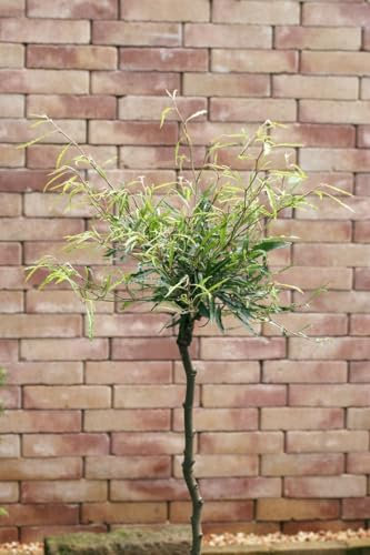 Rotbuche 'Mercedes' 30-40 cm Topf Fagus sylvatica Heckenpflanze winterhart