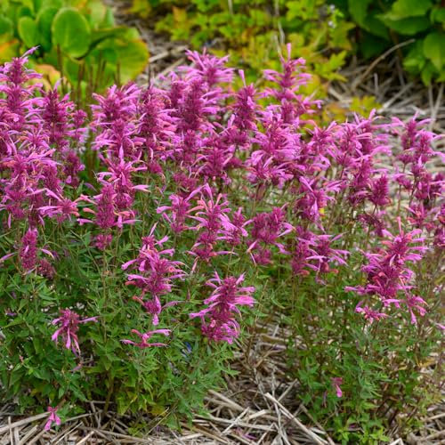 Agastache Rosie Posie Plantas de Jardín Exterior Listas Planta Perenne Resistente en Maceta