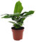 Bananenbaum - Musa 'Oriental Dwarf' - Bananenstaude - Zwergessbanane - Zimmerpflanze - Ø12cm - 25cm