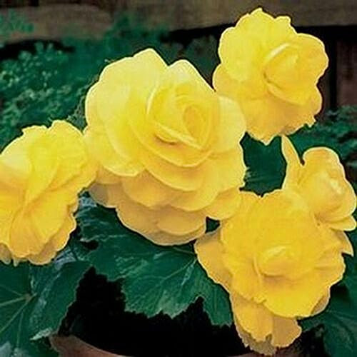 Luojuny Semillas de begonia, 50 piezas/bolsa Semillas de begonia Perennes Raras Begoniaceae Semillas de flores de patio amarillas para el hogar Semilla