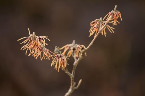Zaubernuss 'Aurora' 60-80 cm Topf Hamamelis intermedia winterhart duftend | Hamamelis intermedia, Winterblüher, gelbe Blüten Januar bis März, sonnig bis halbschattig, Duftgarten, winterhart bis -23 °C