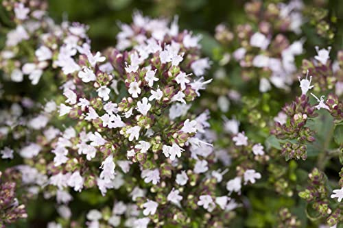 Origanum vulgare 'Compactum' 11x11 cm Topf – Winterhart, Mehrjährig, Pflegeleicht – Oregano – Küchenkraut für Topf & Kräuterbeet