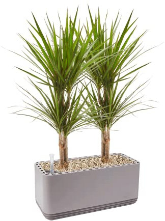 AIRY System L inkl. 2 Drachenbäumen & Airy Base Substrat • Natürlicher Luftreiniger eliminiert Schadstoffe, Allergene & Gerüche • Für Räume mit ca. 30qm • Made in Germany, 3304-602 grau-grau