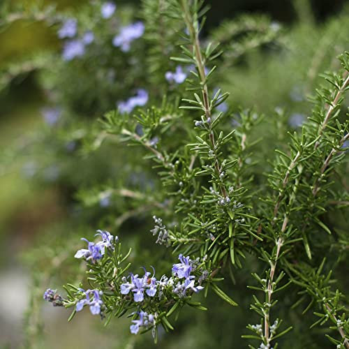 Semi Rosmarino Strisciante,Rosmarinus Officinalis, Piante Aromatiche Preferisce Terreni Fertili, Perenne Può Durare Piante Da Piantare Semi Tappezzanti Resistenti - 100 Pezzi