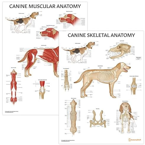 AnatomyStuff Poster zur Muskel- und Skelett-Anatomie von Hunden, 45 x 60 cm, Anatomisches Diagramm für Hunde, Hunde-Biologie-Diagramm, 2 Stück
