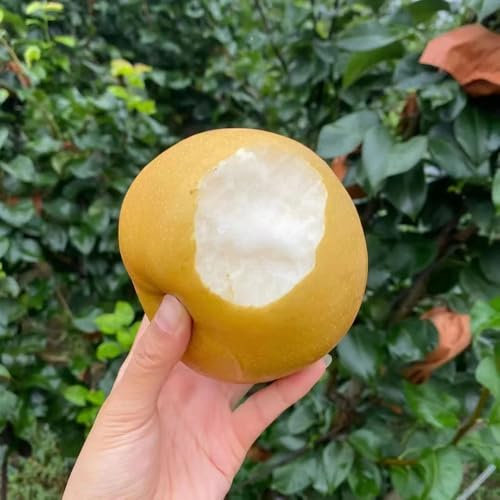 peral comprar semillas, peral, semillas de variedades antiguas, árboles frutales enanos semillas de peral semillas de frutas, semillas para bancales elevados planta, plantas exóticas 50pcs