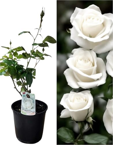 Planta natural Rosal de Flor Blanca, 30-40 cm. Flores muy aromaticas. Atrae polinizadores, decora el jardín y mejora el bienestar emocional. Segura Garden