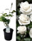 Planta natural Rosal de Flor Blanca, 30-40 cm. Flores muy aromaticas. Atrae polinizadores, decora el jardín y mejora el bienestar emocional. Segura Garden