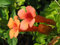 Trompete oder KOLIBRI VINE orange/rote Blume, 20 Samen! Groco