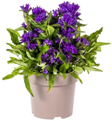 Campanula - Campanula glomerata 'Genti Blue' - Ø 19 cm - altezza 30-40 cm - fiori viola - perenne invernale per aiuole, giardino roccioso e sconti