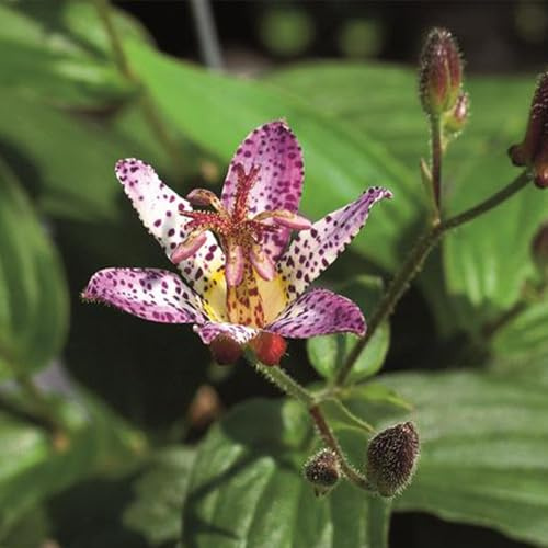 GARTEN SCHLÜTER® Krötenlilie Pink Freckles im 1 L Topf - Tricyrtis hirta | Exotische Spätblüherin rosa Blüten mit dunkler Sprenkelung