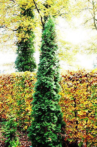 Lebensbaum Säulen-Lebensbaum Thuja occidentalis Columna Containerware 40-60 cm