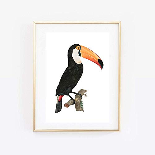 Din A4 Kunstdruck ungerahmt - Tucan Tukan Vogel Tropisch Papagei Vintage Retro Zeichnung Druck Poster Bild