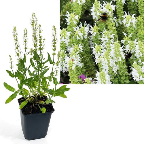 Ziersalbei Schneehügel 3 Stück | Salvia nemorsa Schneehügel Salbei Pflanze