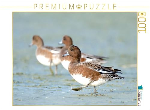 CALVENDO Puzzle Pfeifente | 1000 Teile Lege-Größe 64 x 48 cm Foto-Puzzle für glückliche Stunden