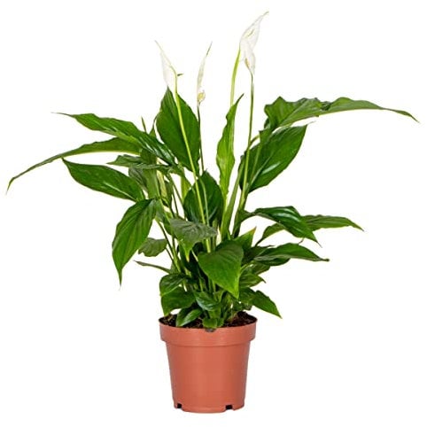 Spathiphyllum 'Torelli' - Lirio de la Paz - Plantas Naturales Interior - Purificador de Aire - ⌀12 cm - 35-45 cm