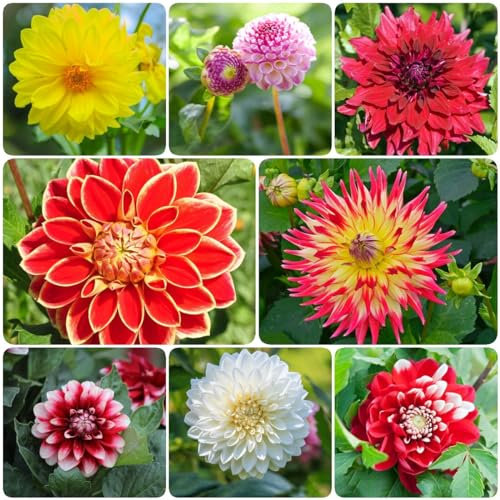 15 pcs dahlien knollen kaufen winterhart - bonsai topf blumenwiese topfpflanzen dahlie dahlia flowers winterlinge zwiebeln winterhart mehrjährig balkonpflanzen winterhart