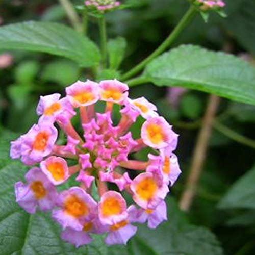 300 Lantana Samen zum Pflanzen im Freien – Mehrfarbige Lantana Camara Blumensamen für Garten & Balkon – Hummingbird Pflanzen