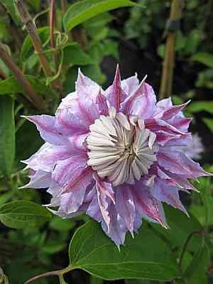 Clematis Josephine TM Evijohill (N) (60-100 cm) - Waldrebe/Klematis Josephine