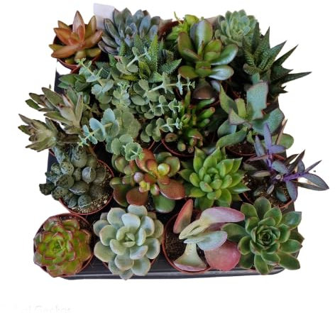 Set de 20 Plantas Suculentas Plantas Naturales de Crecimiento Rápido