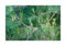 Stk - 5x Pinus pinea - Pinie Bäume essbar Zierpflanze Pflanzen - Samen ID1764 - Seeds & Plants Shop by Ipsa