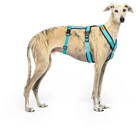 3-Punkt-Gurtsystem, Anti-Ziehen, ideal für Lebreles: Italienischer Windhund, Whippet, Windhund, Podenco - sicher, atmungsaktiv und langlebig beim Gehen, Training und Laufen - Himmelblau, L