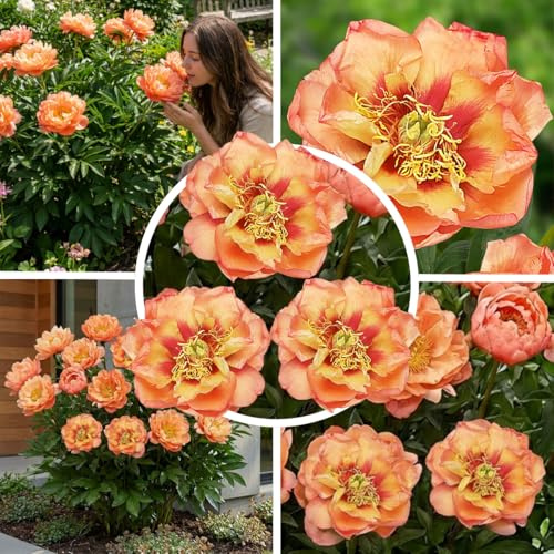 FLORIUM Itoh Pfingstrose Orange Magic – 1 Wurzel, Winterhart | Itoh-Päonie aus Holland, mehrjährige Staude, für Garten und Topf, pflanzfertige Wurzel