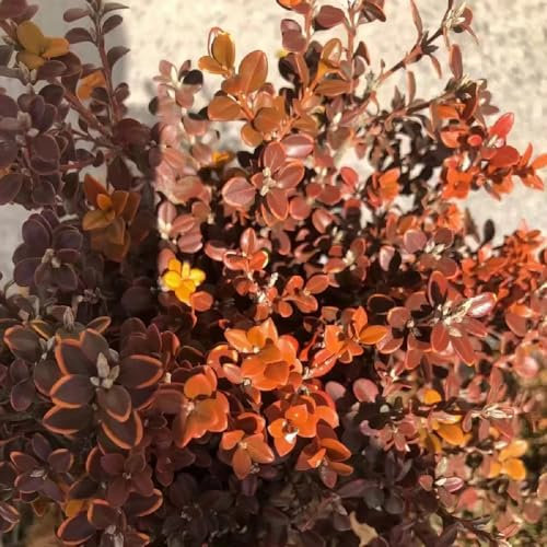 1000 pcs buchsbaum samen gartenpflanzen garten blumen pflanzen garten gewächshaus balkon deko garten heckenpflanzen winterhart garten geschenk winterharte kübelpflanzen geschenke