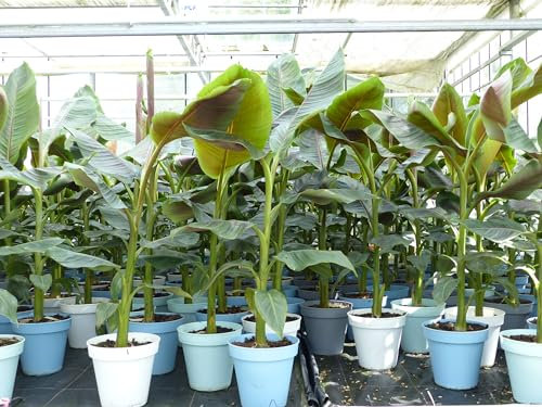 gruenwaren jakubik Bananenstaude Banane Musa Sikkimensis 'Red Tiger' Banane 110-130 cm winterhart