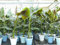 gruenwaren jakubik Bananenstaude Banane Musa Sikkimensis 'Red Tiger' Banane 110-130 cm winterhart