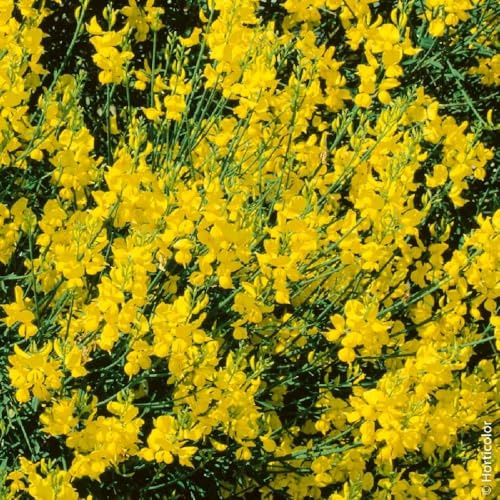 AMDGarden Pianta di Ginestra Odorosa Gialla Spartium Junceum in Vaso 18 cm Fiore Giallo Sempreverde per Esterni