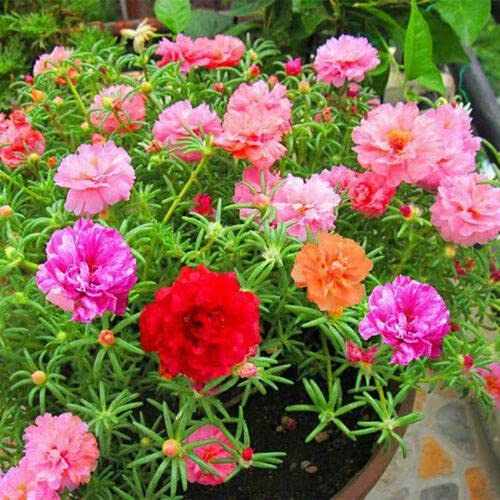 UK CELTD 200 pcs Seeds Mix Portulaca GRANDIFLORA Double Moss Rose