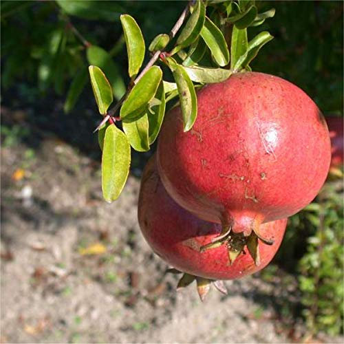 Albero Melograno Dente Di Cavallo 100cm