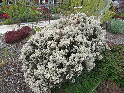 ERICA ARBOREA NR.1 BUSTA