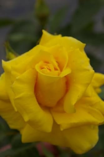 Rosa Friesia® - Beetrose - Kordes Rose