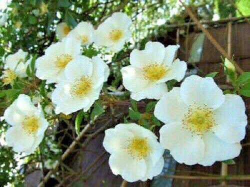 10 weiße japanische Rose Pink Rugosa Alba Bush Strauch Blumensamen *Flat Shipping