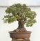 3 graines de CHÊNE VERT (Quercus ilex) BONSAÏ E111 HOLM OAK SEEDS SEMILLAS:Seeds Only