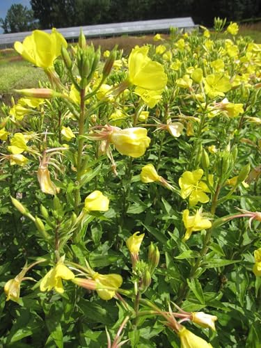 Große Nachtkerze - Oenothera biennis - Gemeine Nachtkerze - Ursprungsart Verpackungseinheit 5