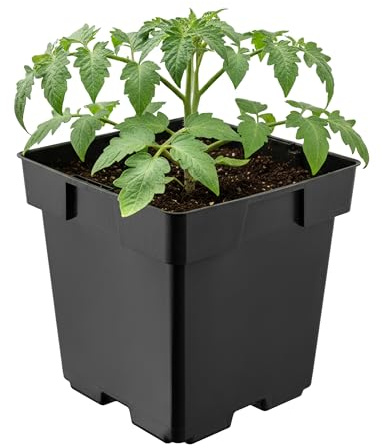 Garronda Pflanztopf Kunststoff 14 x 14 x 14 cm (2L) eckig mit Drainagelöchern Blumentopf robust Pflanzentopf für Garten Gewächshaus Balkon Anzucht Innen Außenbereich Schwarz GD-0199