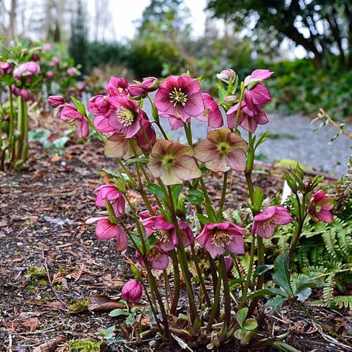 Semi resistenti di piante di rosa di Natale giardino interno Elleboro tibetano fiori primaverili piante esotiche in vaso vaso per piante decorazione del balcone pianta da appartamento 25pcs