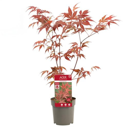 Acero rosso giapponese Acero palmatum atropurpureum pianta in vaso ø12 cm Vivaio di Castelletto