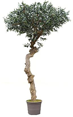 Großer künstlicher Olivenbaum XL 275cm hoch in Schirmform mit Echtholzstamm und naturgetreuen Textil-Blättern sowie Oliven Früchten