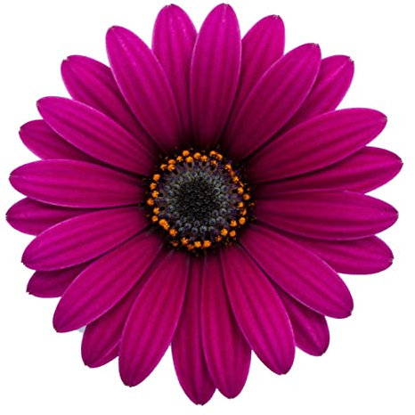 Dimorfoteca Flor Púrpura | Planta Natural | Maceta 15cm | Margarita de Exterior