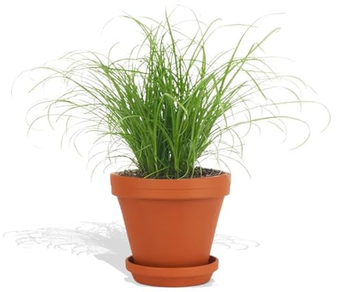 DutchLeafs Cyperus Zumula Echtes Katzengras im Terrakotta Blumentopf 1 Stück - Topf 12 cm - Frisches Katzengras für Katzen Fertig Gewachsen Zyperngras Pflegeleichte Zimmerpflanze - Höhe 20-25 cm