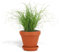 DutchLeafs Cyperus Zumula Echtes Katzengras im Terrakotta Blumentopf 1 Stück - Topf 12 cm - Frisches Katzengras für Katzen Fertig Gewachsen Zyperngras Pflegeleichte Zimmerpflanze - Höhe 20-25 cm