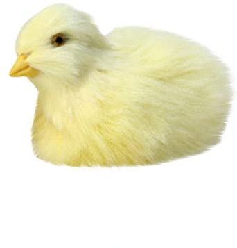 Herbests Mini Osterküken Plüschtier Flauschig Gelb Küken Figuren Stofftier Simulation Huhn Modelle Desktop Ornament Kuscheltier Kinder Tier Spielzeug Frühling Osterdeko Zubehör Fotografie Prop Stil 1